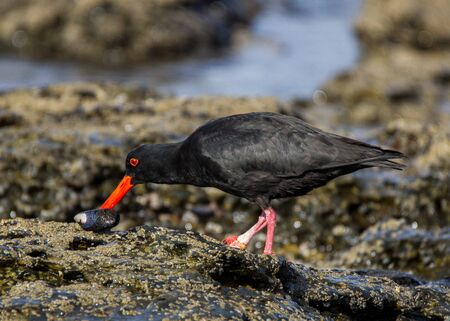 African Oystercatcher at Jeffreys Bay foragingの写真素材