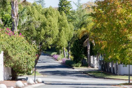Leafy road in suburbia South Africaの写真素材