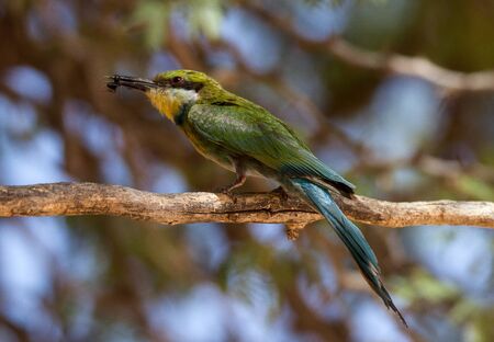Swallow-tailed bee-eater in the Kalahari desertの写真素材