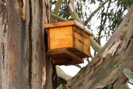 Catch hive high in tree for wild bees