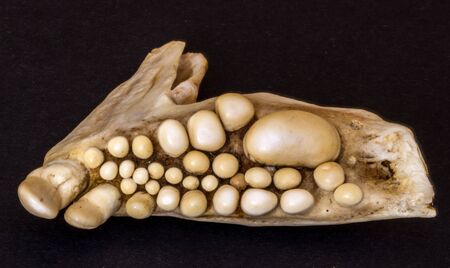 Skeletal jaw of musselcracker fish, South Africa, showing formidable crushing teeth