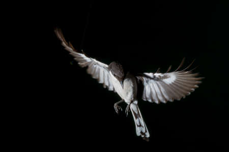A common garden bird in South Africa, the Common Fiscal here is flying in to a feeding table in an...