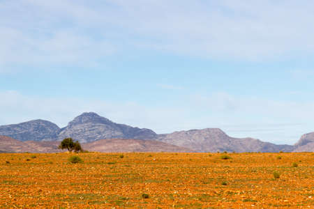 Ploughed field near Zebra Oudtshoorn awaiting planting of wheat once the rains comeの写真素材