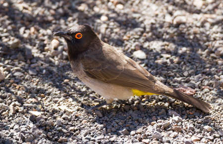 Karoo National Park near Beaufort West, South Africa: Red-eyed Bulbulの写真素材