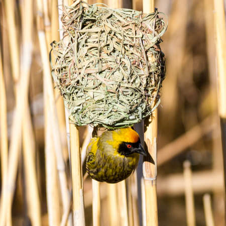Karoo National Park near Beaufort West, South Africa: Southern Masked-weaverの写真素材