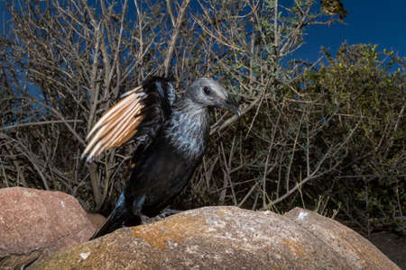 Karoo National Park near Beaufort West, South Africa: Red-winged starling