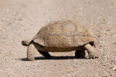 Karoo National Park near Beaufort West, South Africa: Mountain tortoise