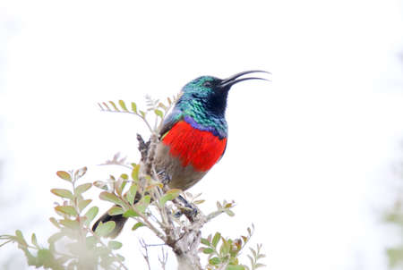 Addo Elephant National Park: Greater double-collared sunbird singing from a tree topの写真素材