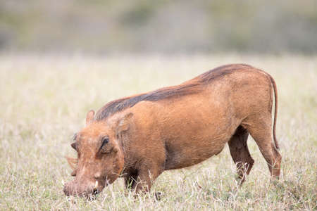 Addo Elephant National Park South Africa: warthog coloured red from mudbathing in a wallow of red clayの写真素材