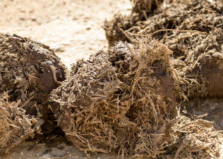 Addo Elephant National Park, South Africa:  extreme close up of elephant dung shpowing large amount of undigested vegetable matterの写真素材
