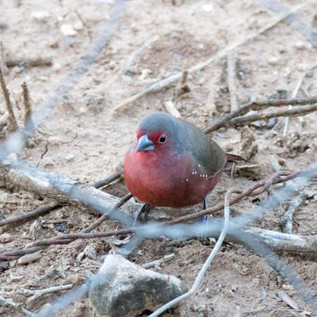 Addo Elephant National Park, South Africa: African firefinch foraging for seedsの写真素材