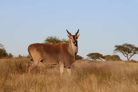 Mokala National Park: eland at dawnの写真素材