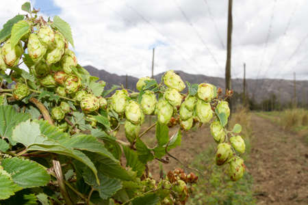 Hop flowers for beer making in the Waboomskraal Valley of South Africa