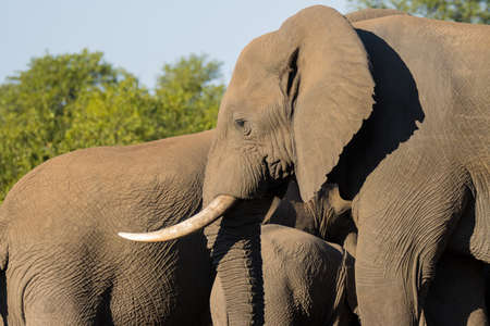 Kruger National Park: elephant