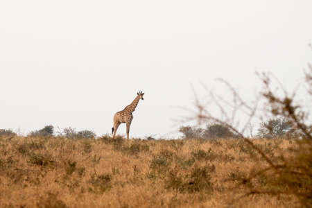 Kruger National Park, South Africa: Giraffe, tallest land mammalの写真素材