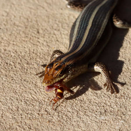 Kruger National Park, South Africa: lizard with waspの写真素材
