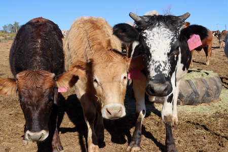 Three curious cows in a feedlot in South Africaの写真素材