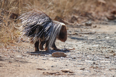 Mountain Zebra National Park, South Africa: porcupineの写真素材