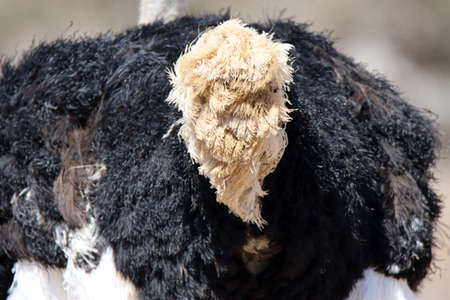 Mountain Zebra National Park, South Africa: tail feathers of male ostrich
