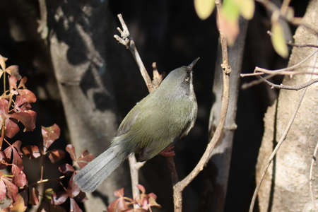 Mountain Zebra National Park, South Africa: Bar-throated apalis - Apalis thoracica