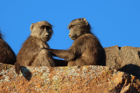 Mountain Zebra National Park, South Africa: chacma baboonの写真素材