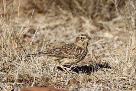 Mountain Zebra National Park, South Africa: Large-billed lark