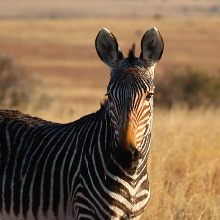 Mountain Zebra National Park, South Africa: Portrait of a Mountain Zebra, Zebra equus, once hunted to near extinctionの写真素材