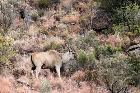 Mountain Zebra National Park, South Africa: Eland - Taurotragus oryx.