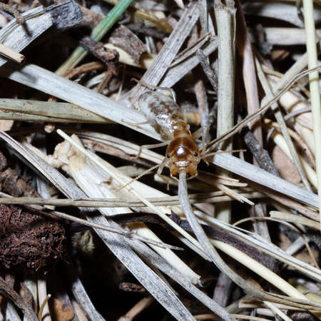 Mountain Zebra National Park, South Africa: termiteの写真素材