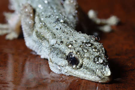 Hemidactylus mabouia, the House Gecko, South Africaの写真素材