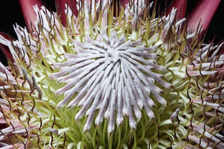 Protea cynaroides, the King Protea of South Africa