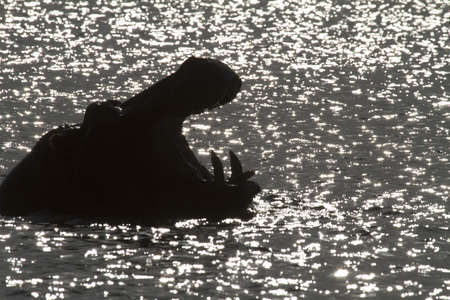 Hippo in the sunの写真素材