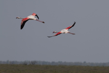 flying flamingosの写真素材