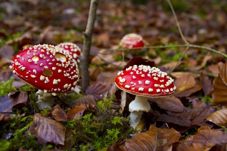 Fungus in Autumn