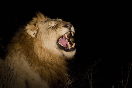 Lion at nightの写真素材