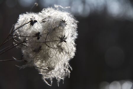 glowing seeds