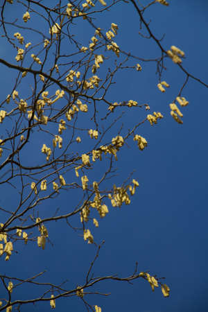 hanging seedsの写真素材
