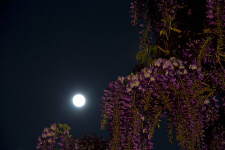 flowers with full moonの写真素材