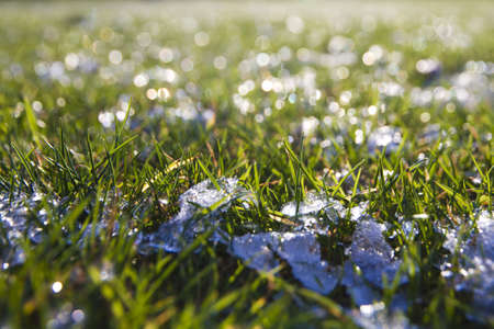 Green Grass with snow  macro の写真素材
