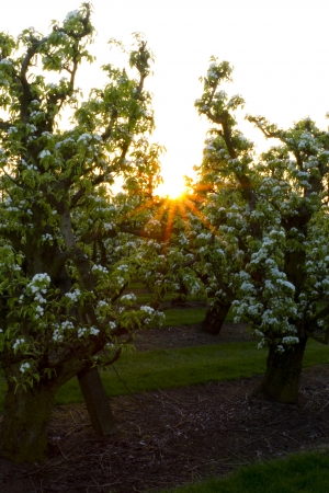 sun in apple treeの写真素材