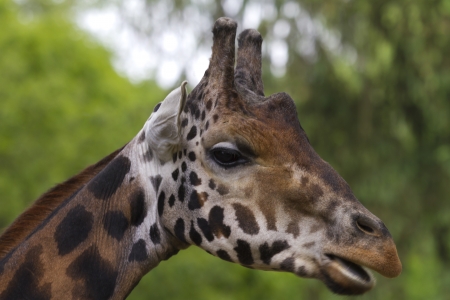  Giraffeの写真素材