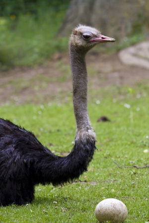 Ostrich with eggの写真素材