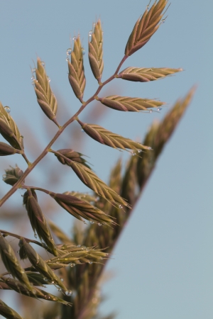 grass sunriseの写真素材