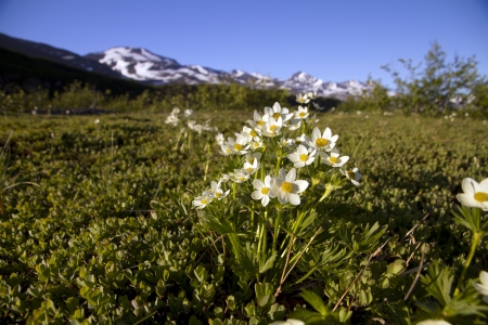 white flowers in alaskaの写真素材