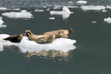 seals on icebergの写真素材