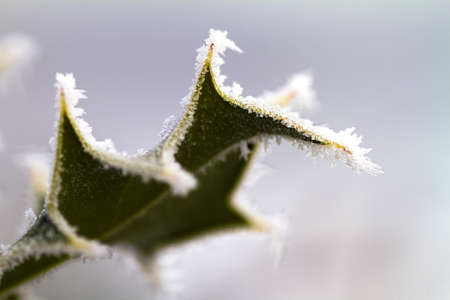 leaf in winterの写真素材