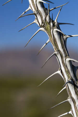 Needles Iの写真素材