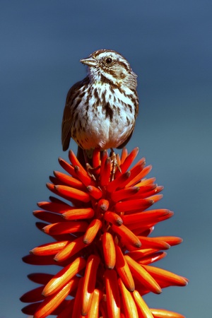sparrow on orange aloeの写真素材