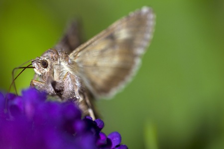 Moth on purple flowerの写真素材