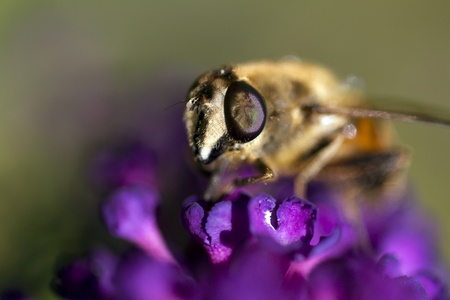 bee on purple flowerの写真素材